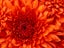 Orange Dahlia